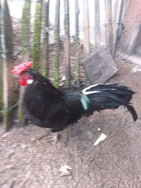 2 beaux coqs 10 68910 Labaroche