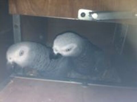   Couple perroquets Gris du Gabon volé chez moi 