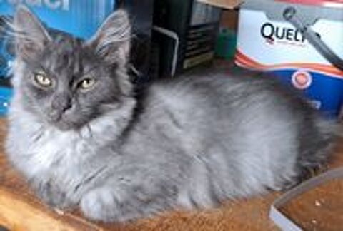   chatons siberien loof 