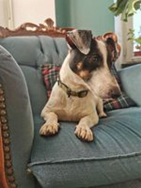   Django, adorable Jack Russel 