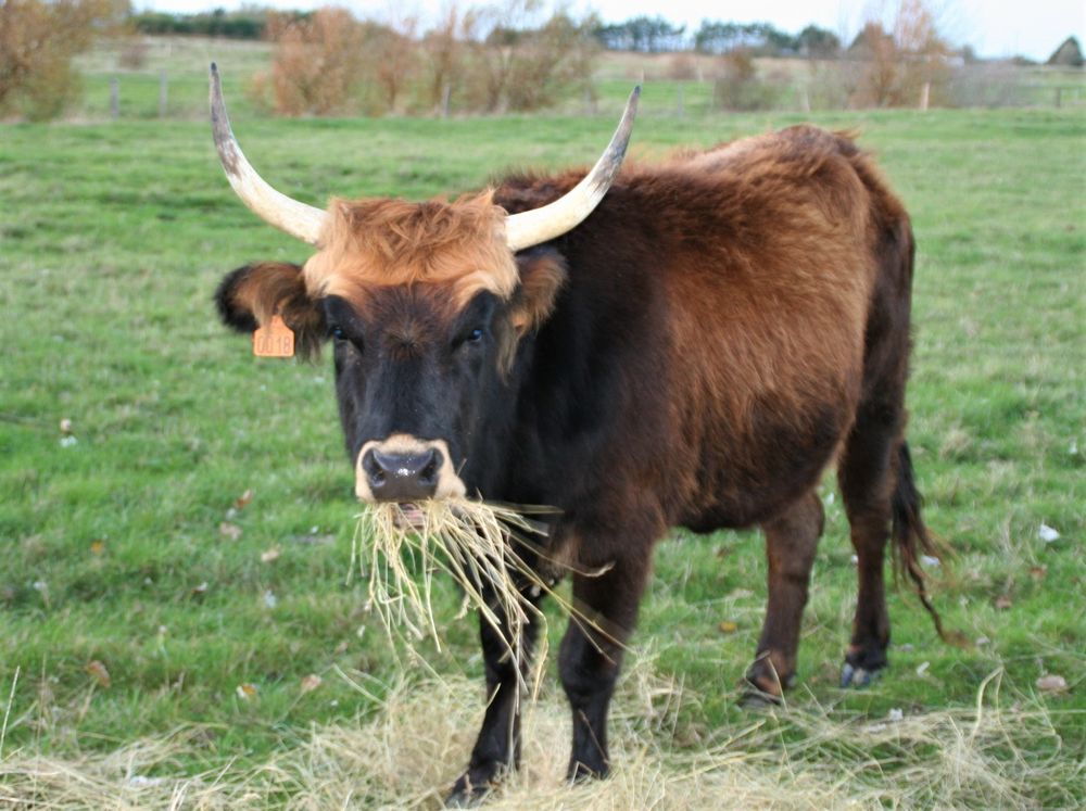   vache  aurochs 