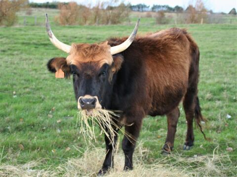 vache  aurochs 1000 85690 Notre-dame-de-monts
