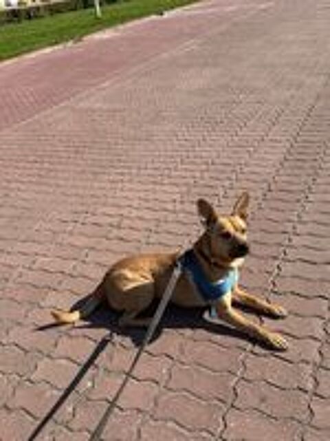  A L'ADOPTION KORA 