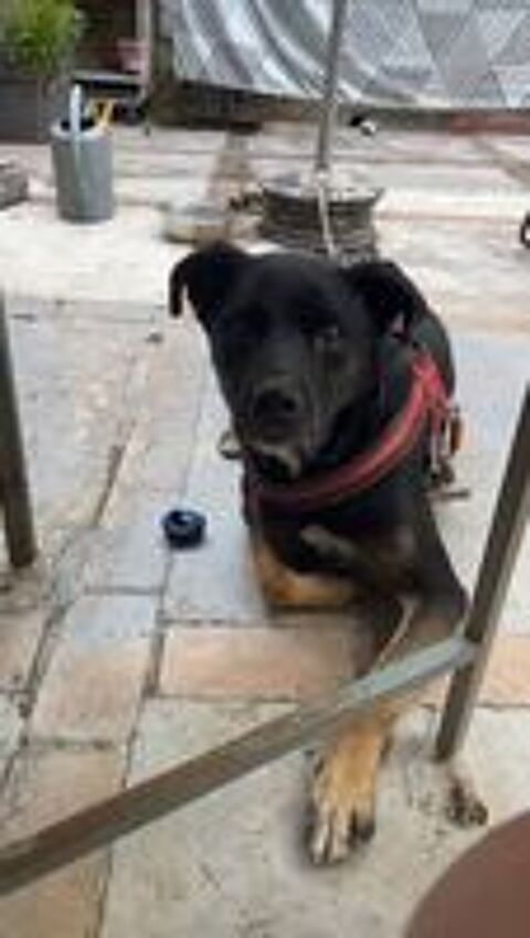   Chien SCOOBY à l adoption 