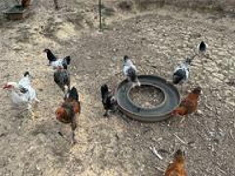   Coq 