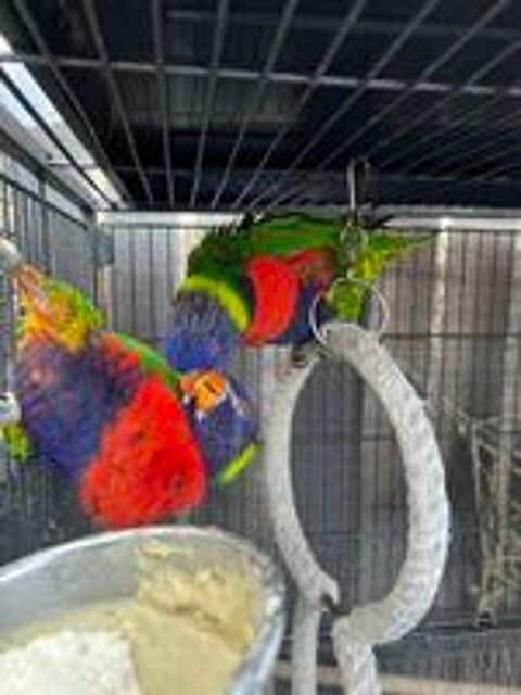   Couple loriquet arc en ciel 