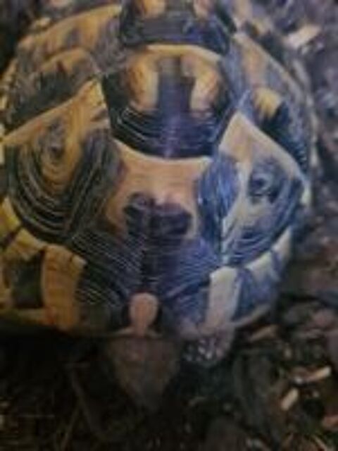   Tortue terrestre femelle terre 