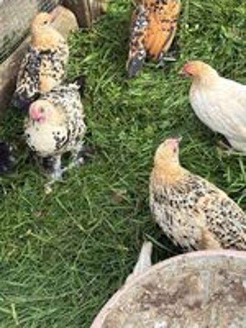   Poule sabelpoot  