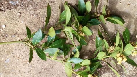 Branche de laurier sauce 0 Battrans (70)