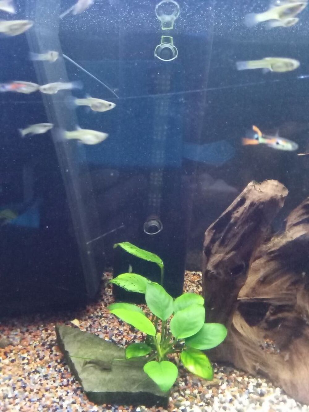   Guppys mâles et femelles  