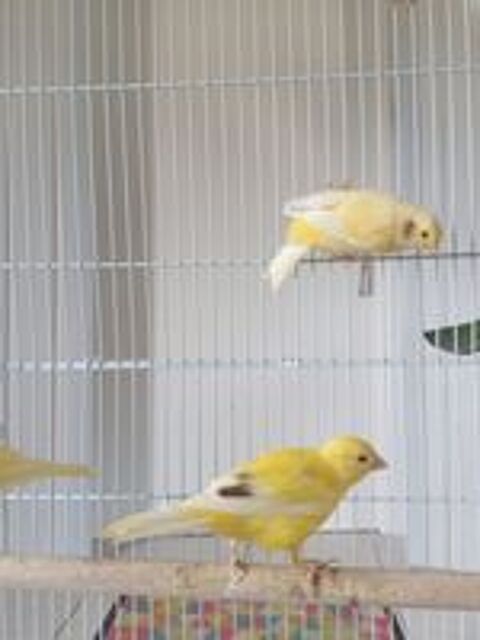   Canaris 