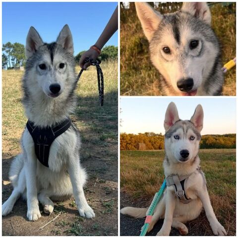 Chien/chiots husky  500 46300 Gourdon