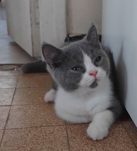 Beau chaton british shorthair Loof bleu et blanc &agrave; r&eacute;server 1150 26100 Romans-sur-isère