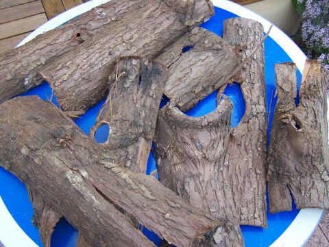 �corces de thuya     1 Amiens (80)