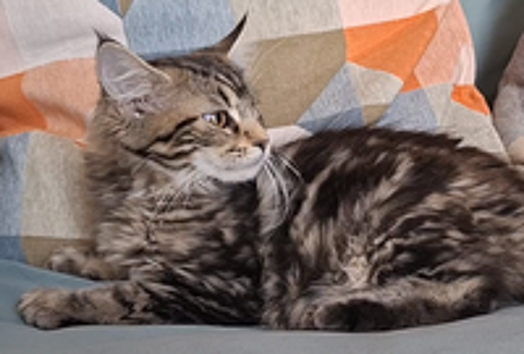   chaton femelle Maine Coon LOOF 