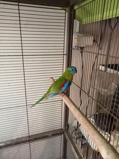 turquoisine 15 85800 Le fenouiller