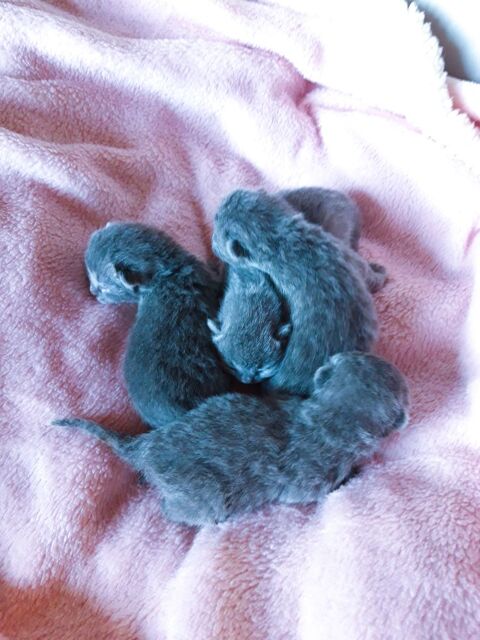 Chatons British Shorthair LOOF 1200 70220 Fougerolles