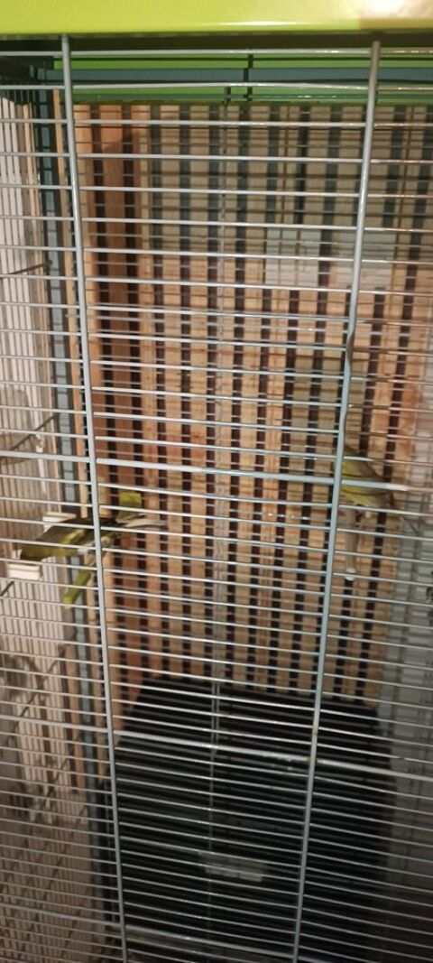 Voliere +trois canaris 100 31470 Fonsorbes