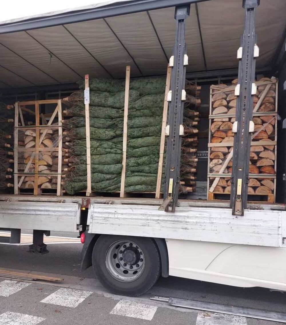 Sapin de no&euml;l naturel Jardin