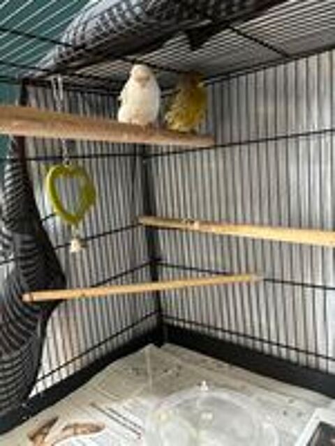   Couple canari 