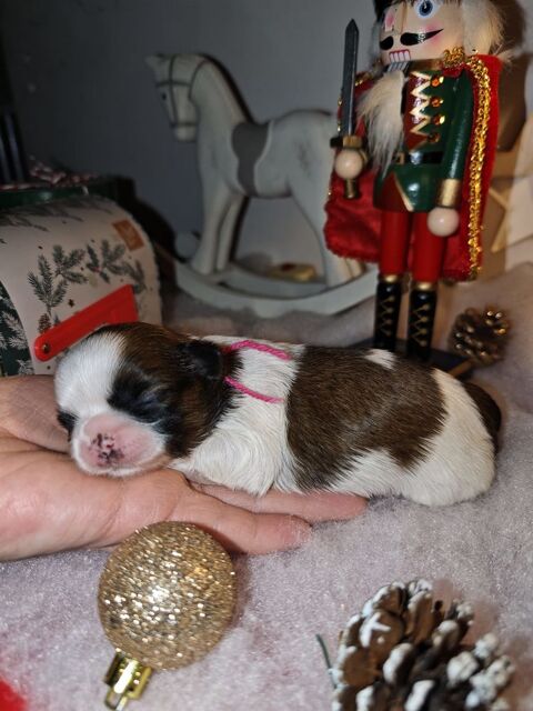 B&eacute;b&eacute;s Shih Tzu a r&eacute;server  1600 02120 Tupigny