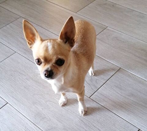 Saillie chihuahua 34130 Saint-auns