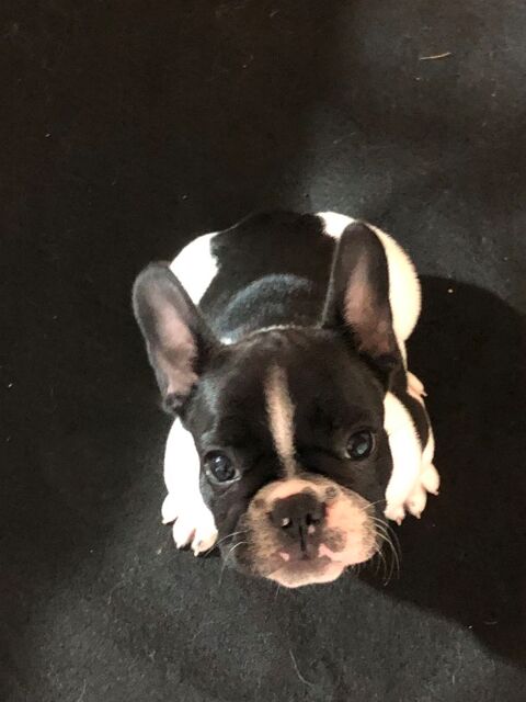 Chiots Bouledogue Fran&ccedil;ais 1000 22600 Saint-caradec