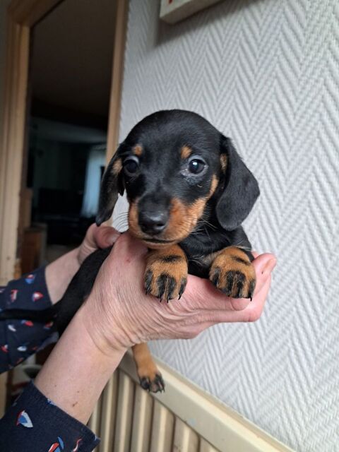 Teckel nain 1200 03120 Isserpent