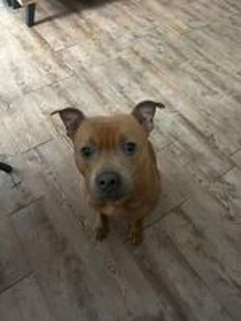   Mâle staffie disponible pour reproduction 