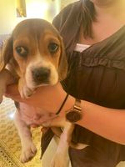   chiot beagle pure race ayant 2 mois 