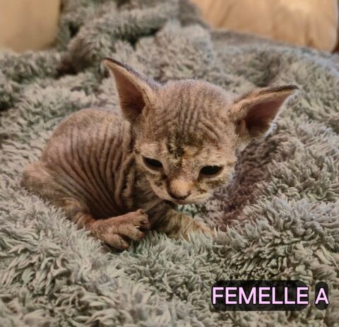 Magnifiques BB Devon Rex femelles et m&acirc;les LOOF 1500 01370 Saint-Étienne-du-bois