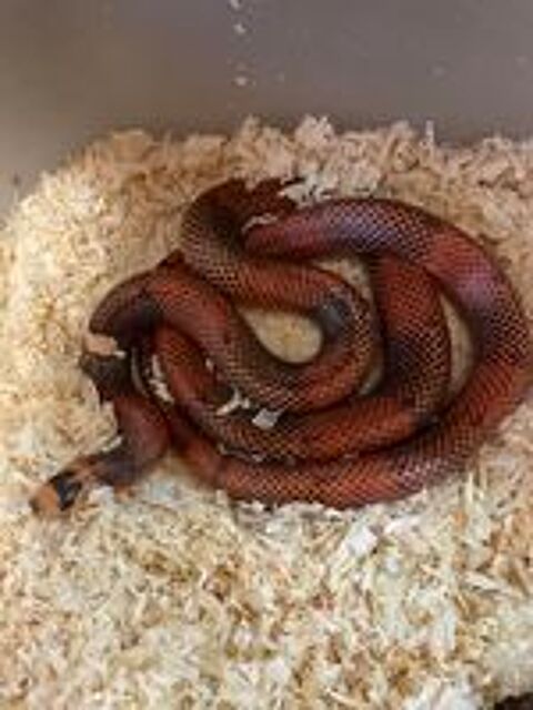   Lampropeltis triangulum hondurensis pinstriped  