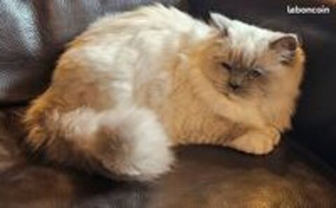   Magnifique RAGDOLL Loof pour levage 