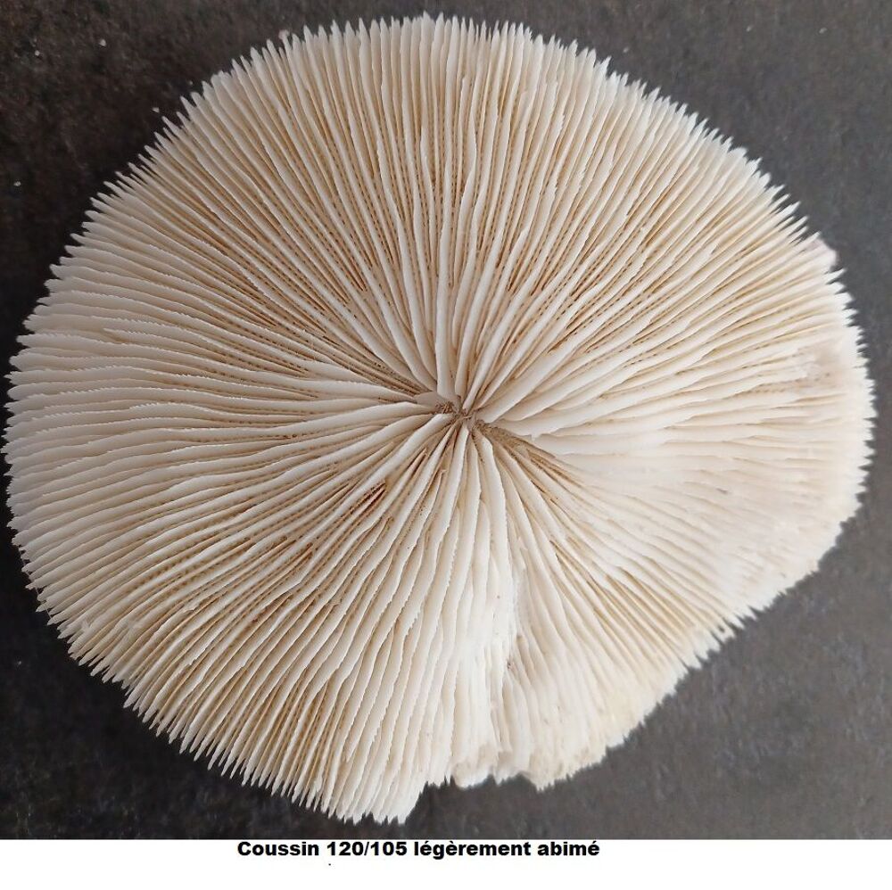 Corail blanc Fungia Scutaria / coussin de requins 