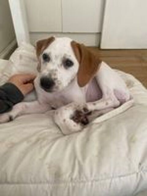   chiot 
