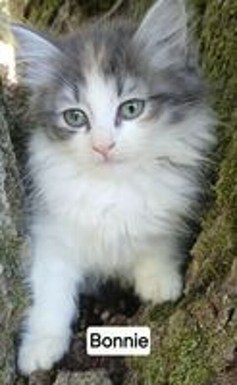  Chaton siberien femelle LOOF  