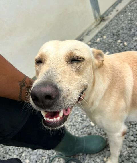 ✨️FRANKLIN ✨️ 🐶 350 94130 Nogent-sur-marne