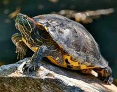   Récupére contre tres bon soin vos tortues 