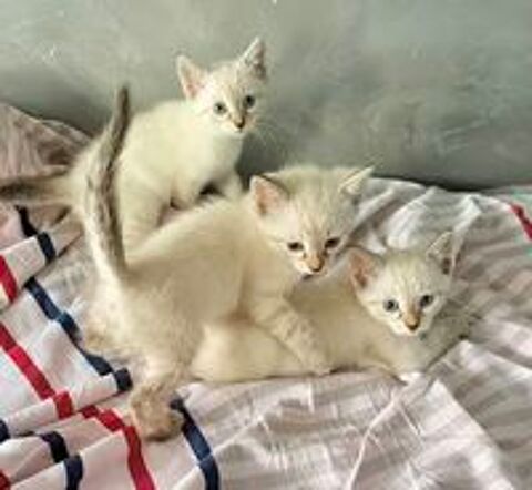   Très Beaux Chatons de Gouttière À Réserver 2 mois 1/2  