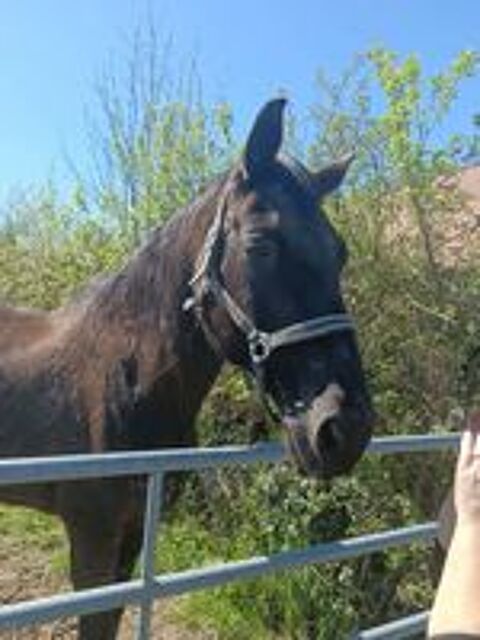   Fine, cheval à adopter 