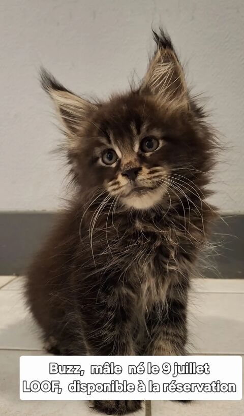   Chatons mâles Maine coon LOOF  