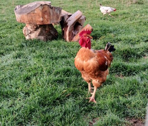 Donne coq tr&egrave;s bonne sant&eacute;. 0 43500 Craponne-sur-arzon