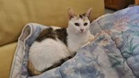  ATHENA minette tricolore 1 an 