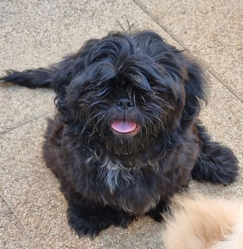  Chiots shih tzu lof 17000 La rochelle