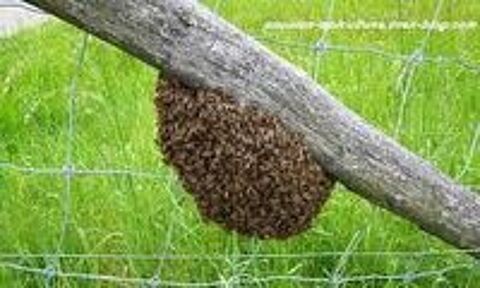   SOS essaims d'abeilles.. 