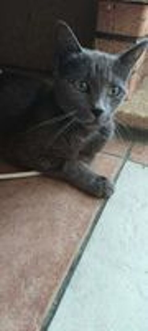   BLUEY – CHATTE ADULTE À ADOPTER – URGENT 
