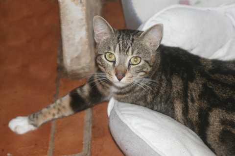 ZIGZAG CHAT TIGRE BLANC 4 ANS 1/2 195 92260 Fontenay-aux-roses