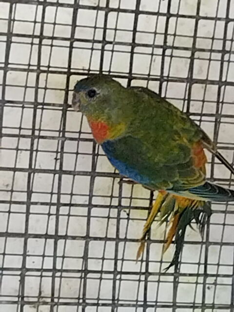 Perruche Turquoisine 35 37000 Tours