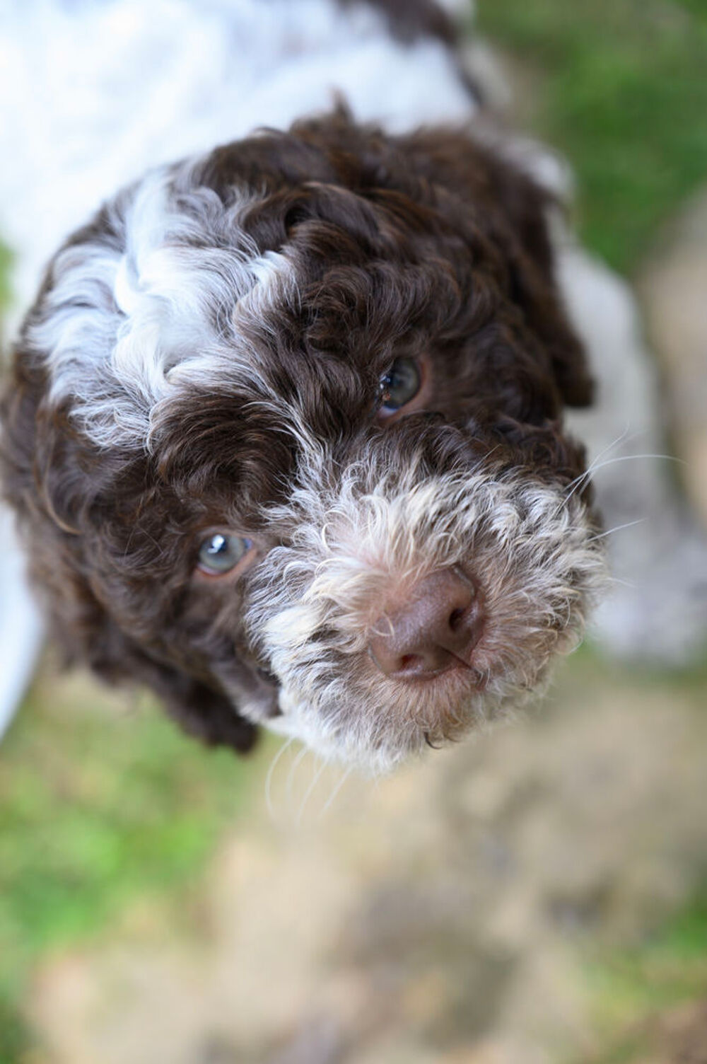   A réserver chiots Lagotto romagnolo, excellentes lignées  