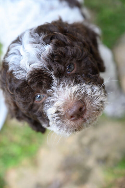 A r&eacute;server chiots Lagotto romagnolo, excellentes lign&eacute;es 1200 26190 �chevis